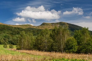 Tarnica